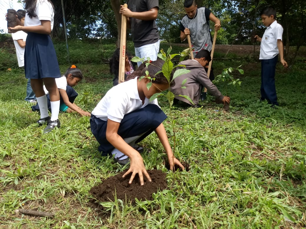 madroño